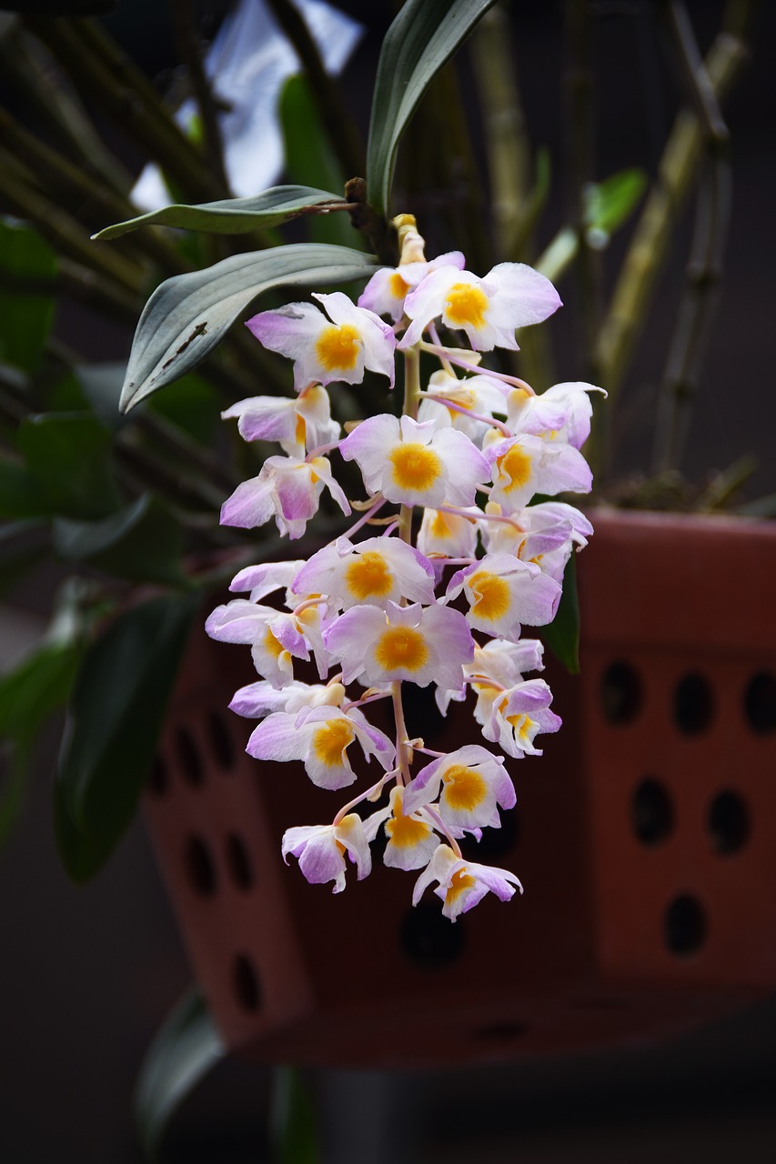 orchid  dendrobium farmeri  kieu square free photo