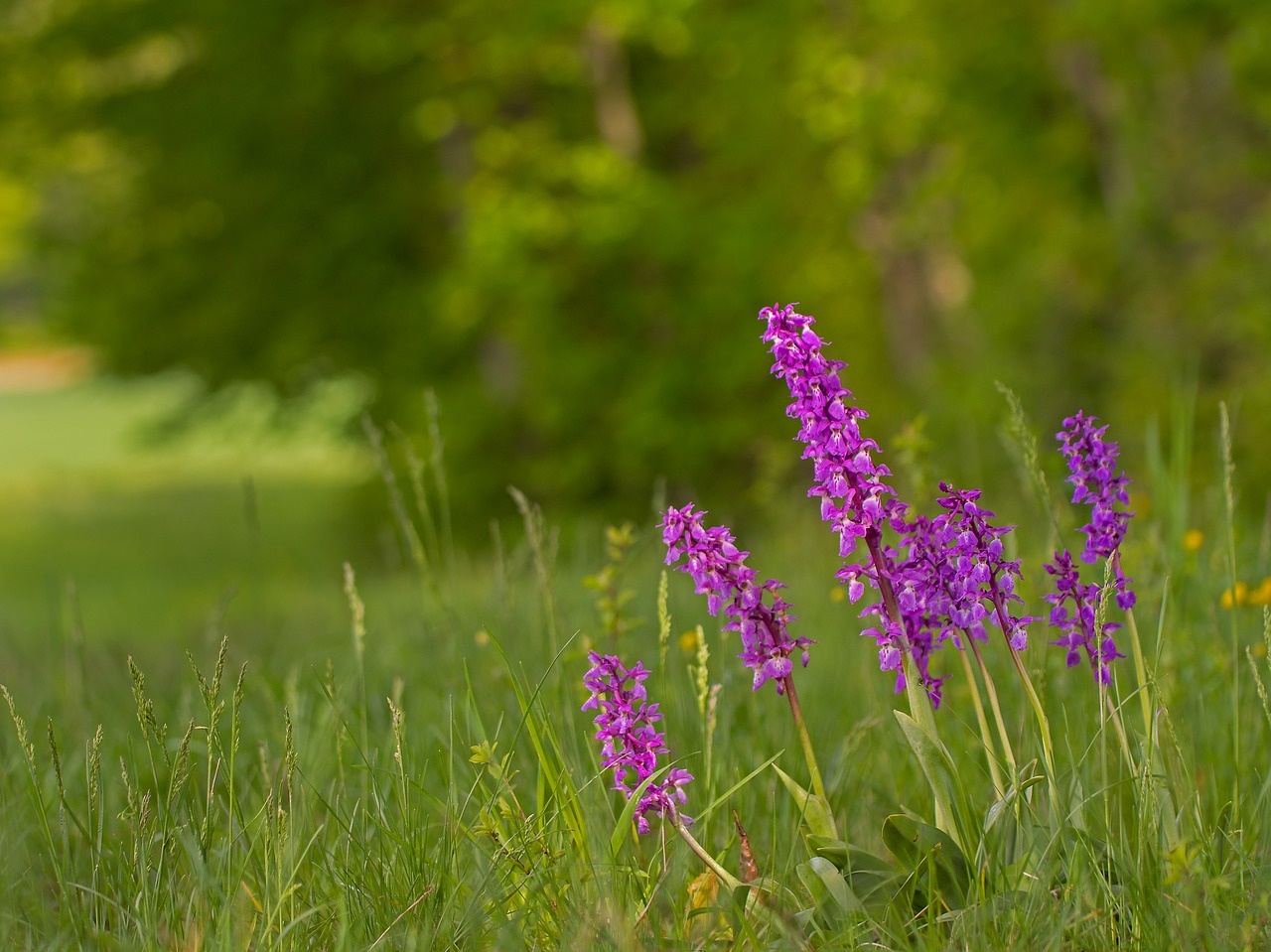 orchid  wild flower  inflorescence free photo