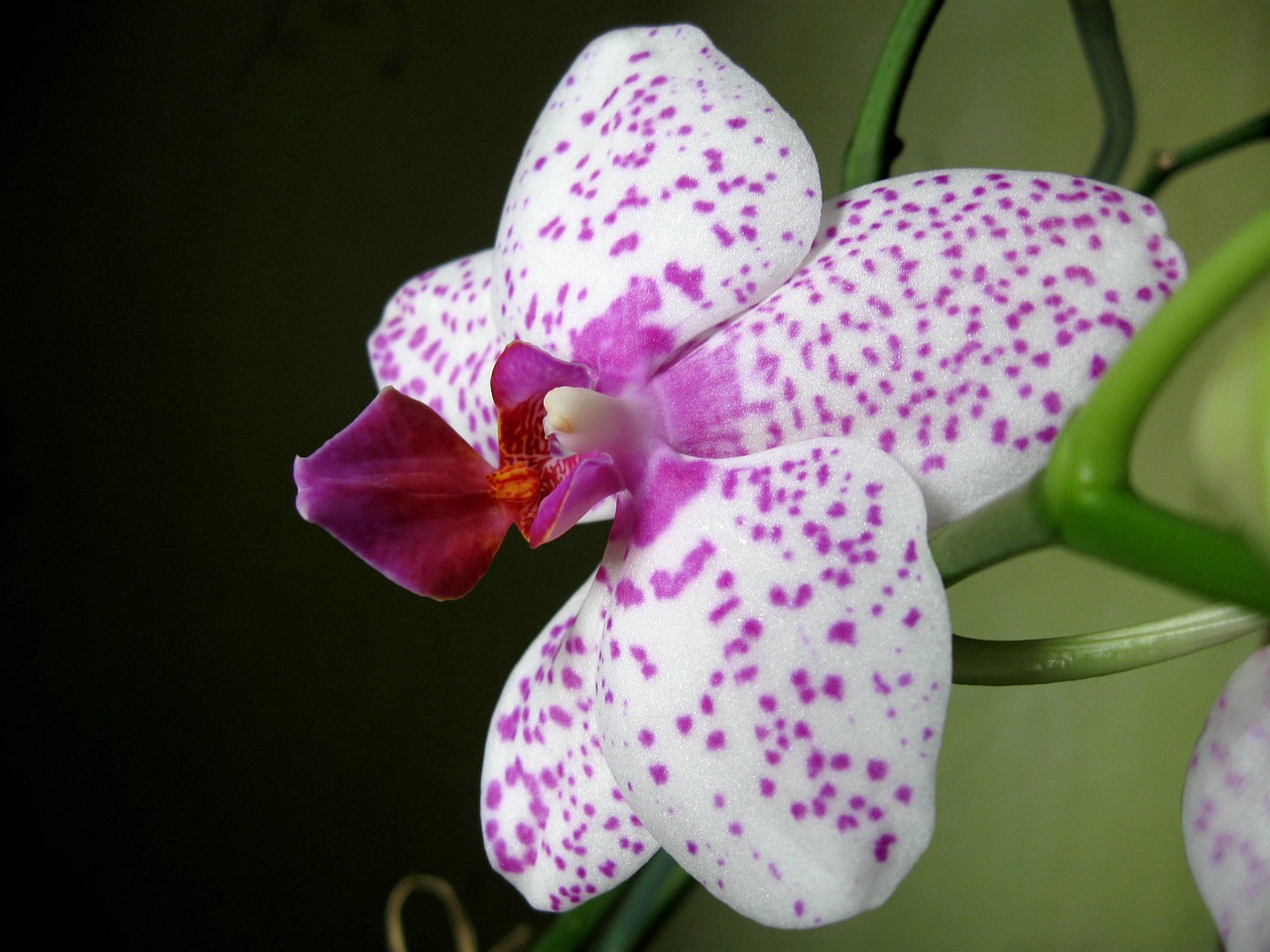 orchid closeup oriental flower free photo