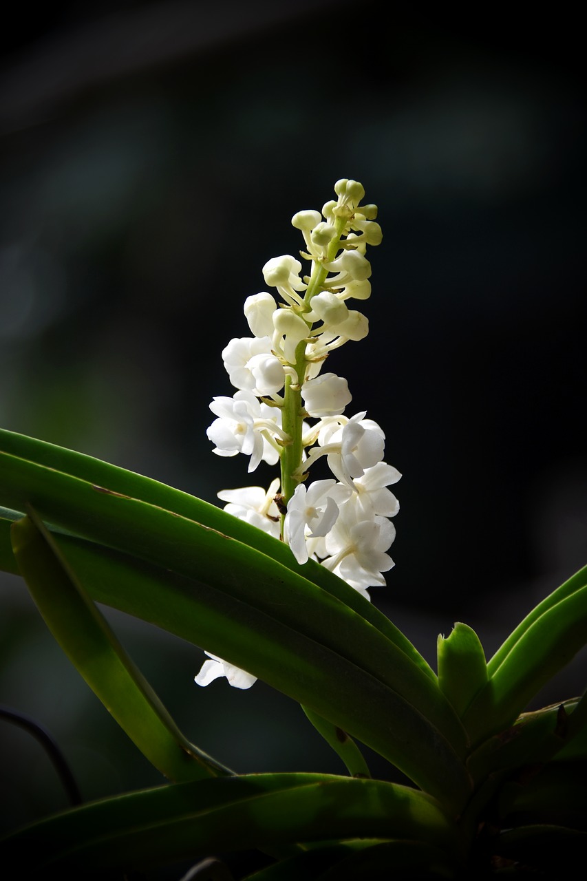 orchid  white  beautiful free photo