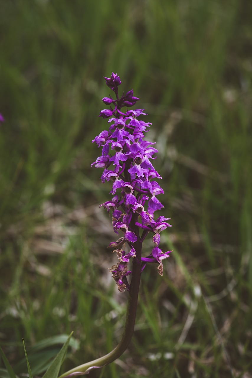 orchid  purple  blossom free photo