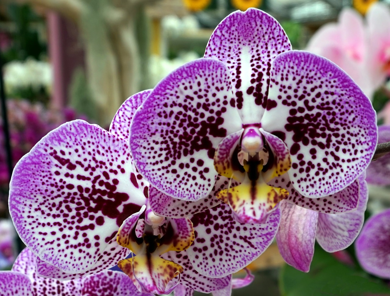 orchid  purple  blossom free photo