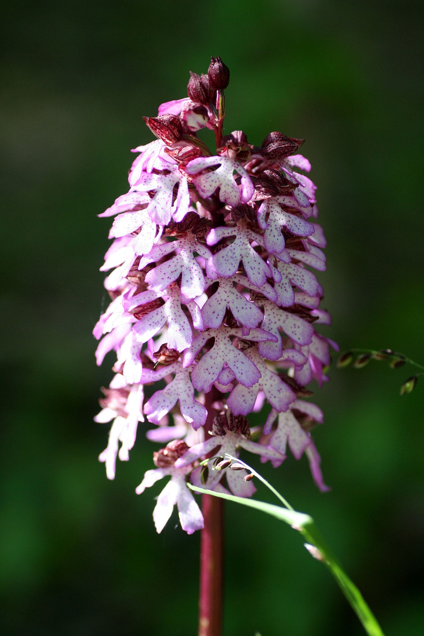 orchid  flower  nature free photo