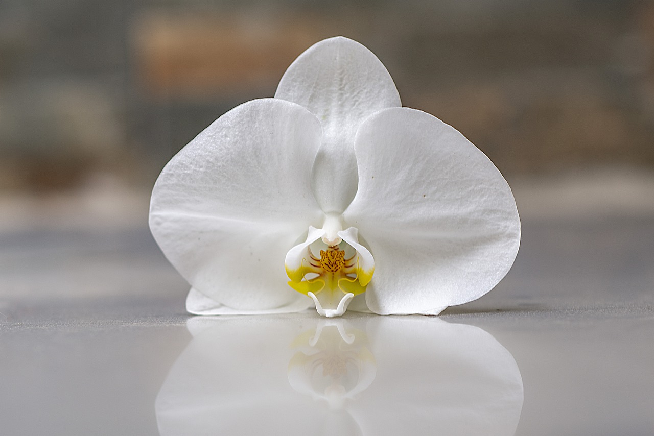 orchid  flower  flowers free photo