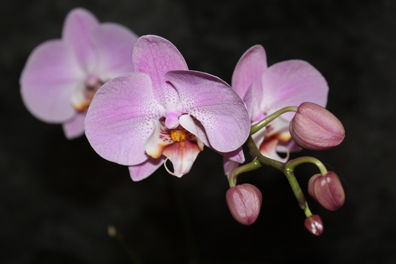 orchid  flora  flowering free photo