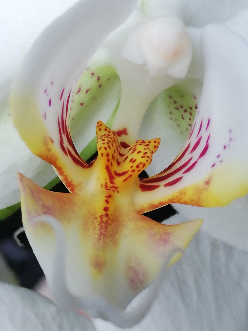 orchid  flower  white free photo