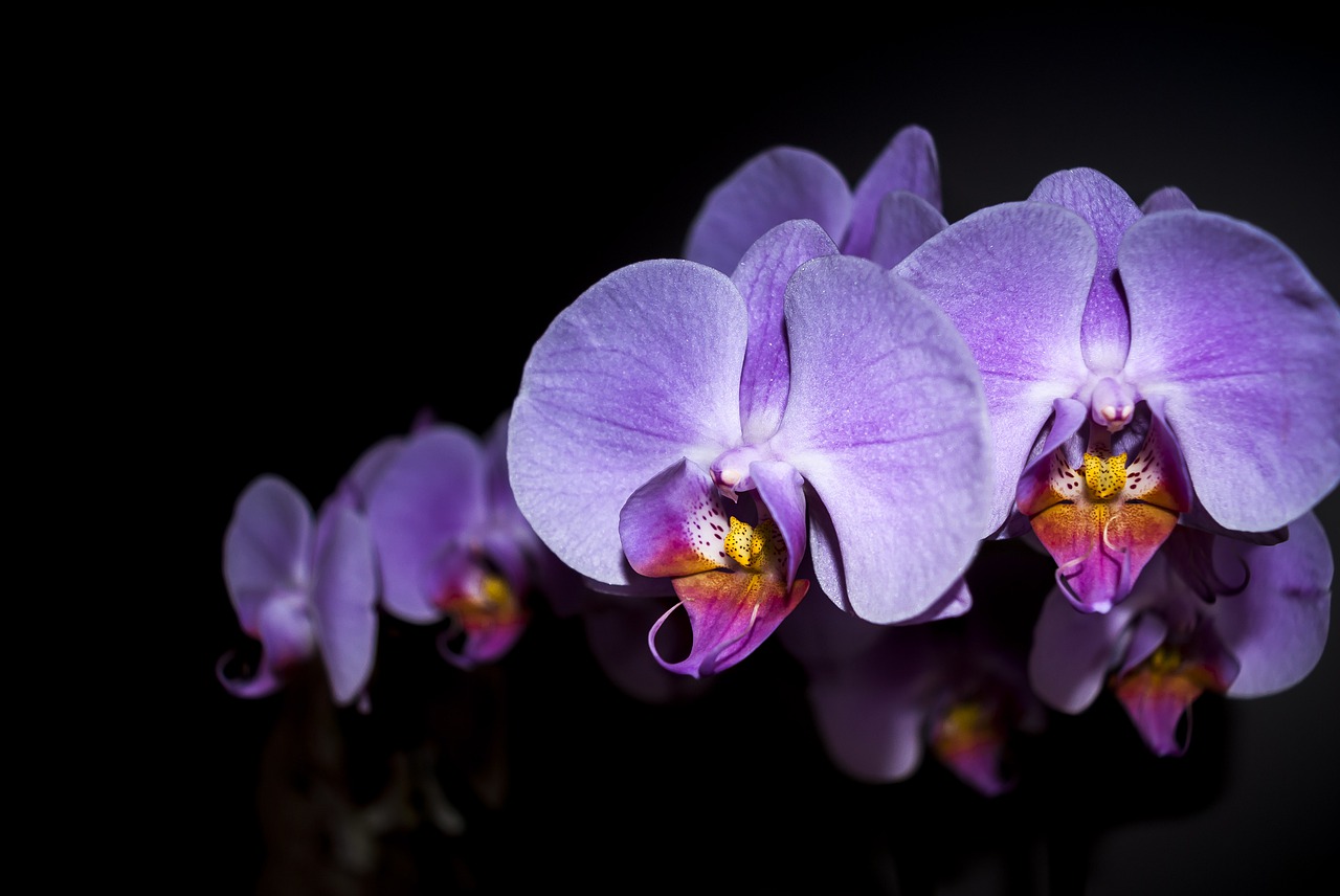 orchid  flower  plant free photo