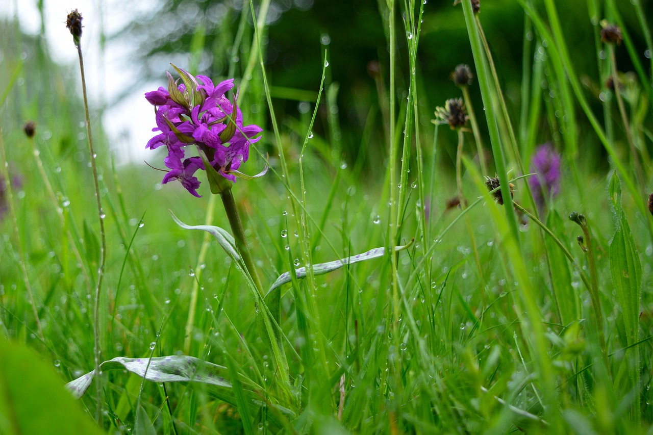 orchid  close up  violet free photo