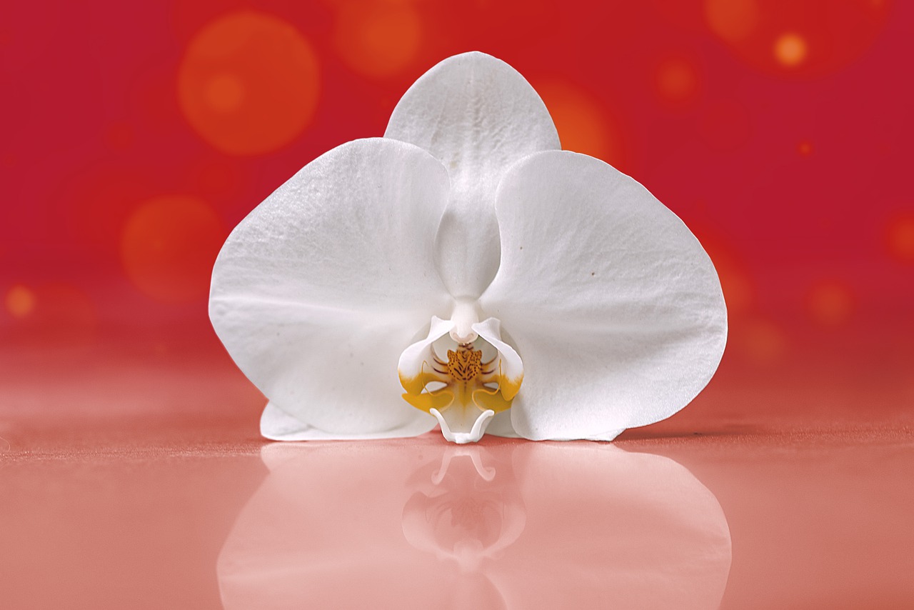 orchid  flower  bella free photo