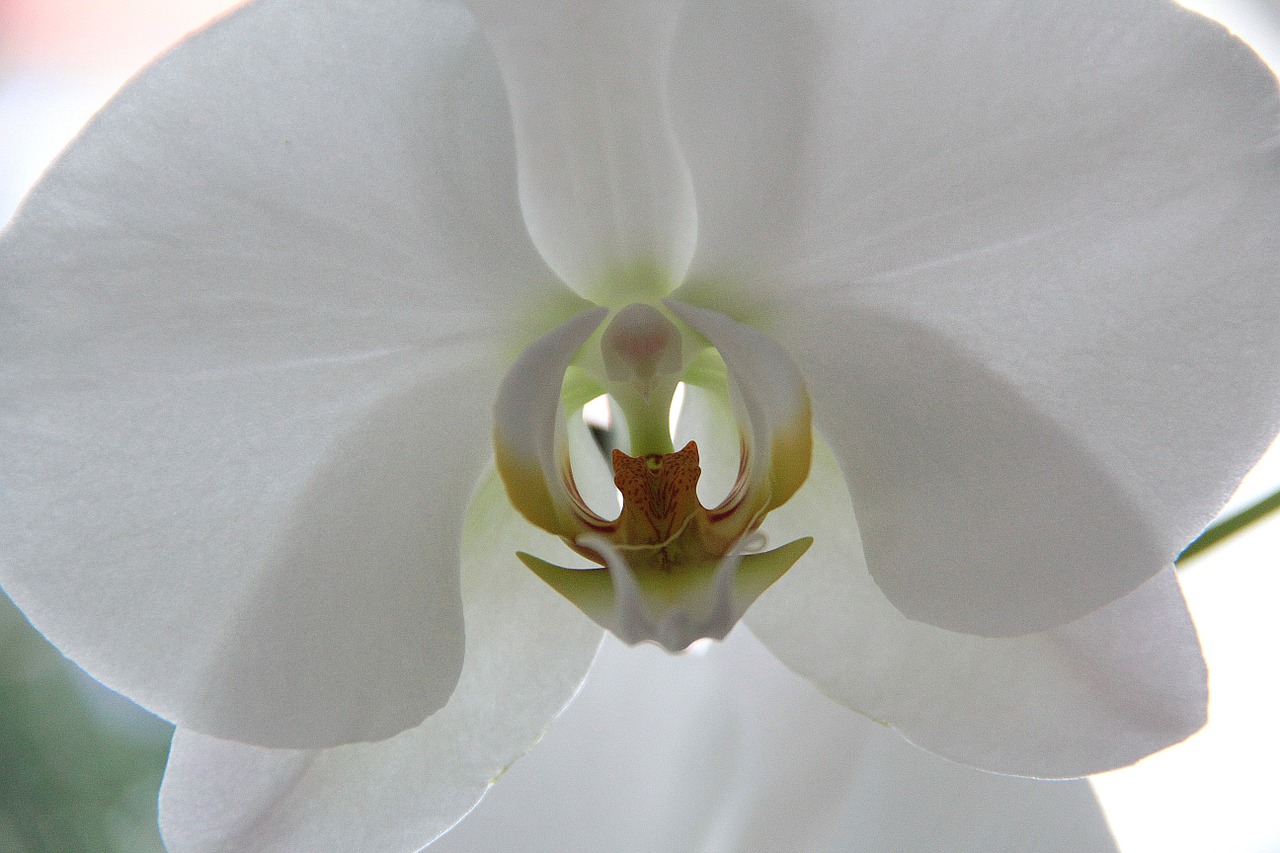 orchid flower close free photo