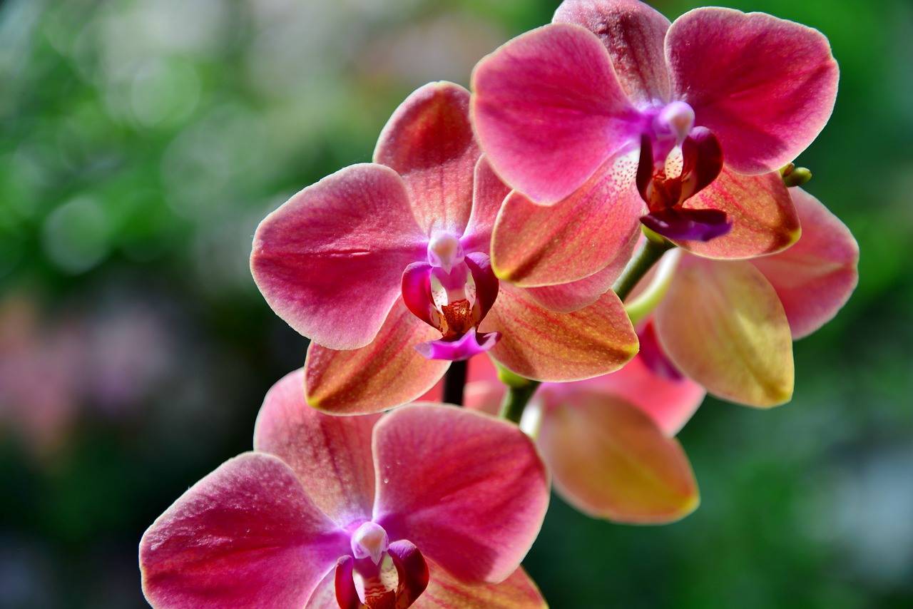 orchid  flower  flowers free photo