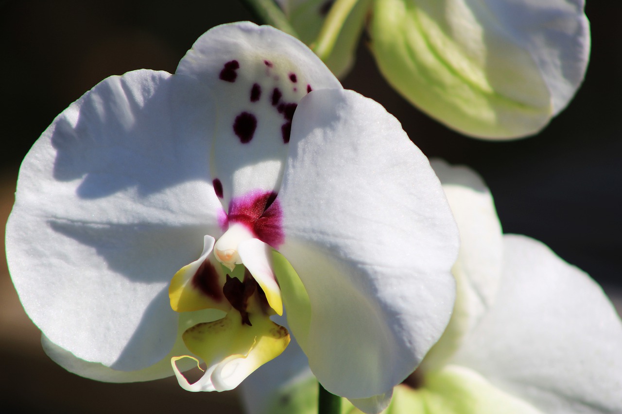 orchid  ornamental plant  orchidaceae free photo