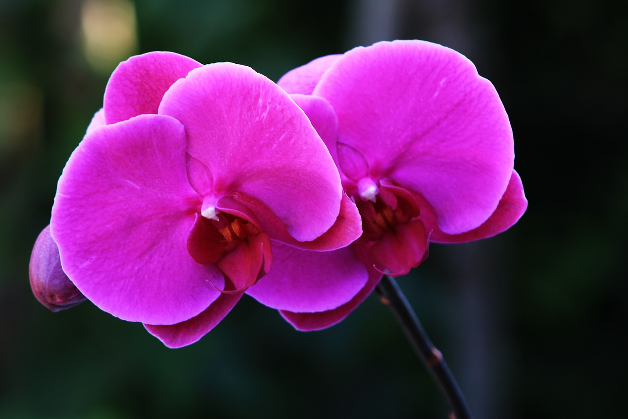 orchid  ornamental plant  orchidaceae free photo