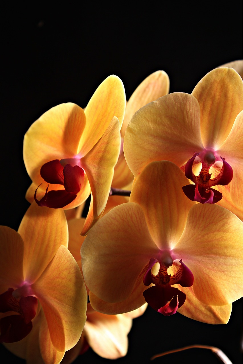 orchid flowers plant free photo