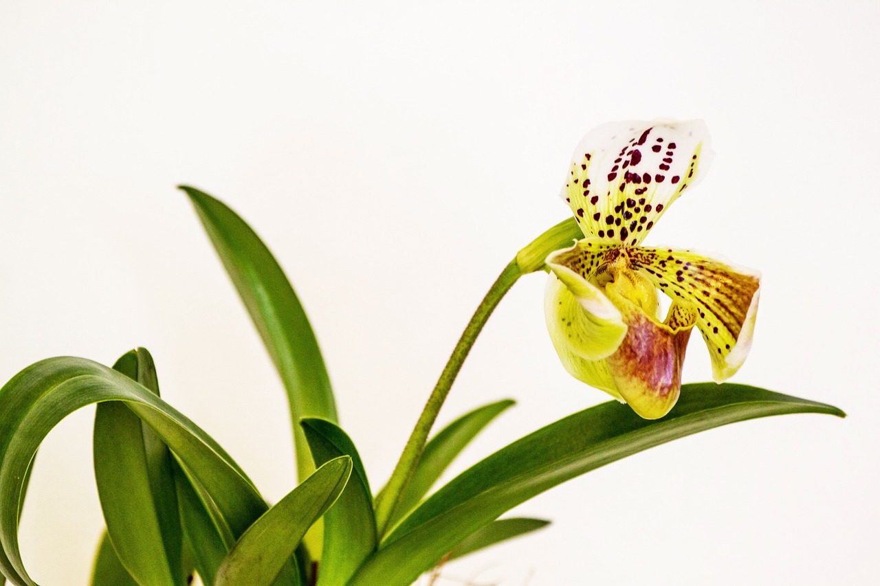 orchid flower plant free photo