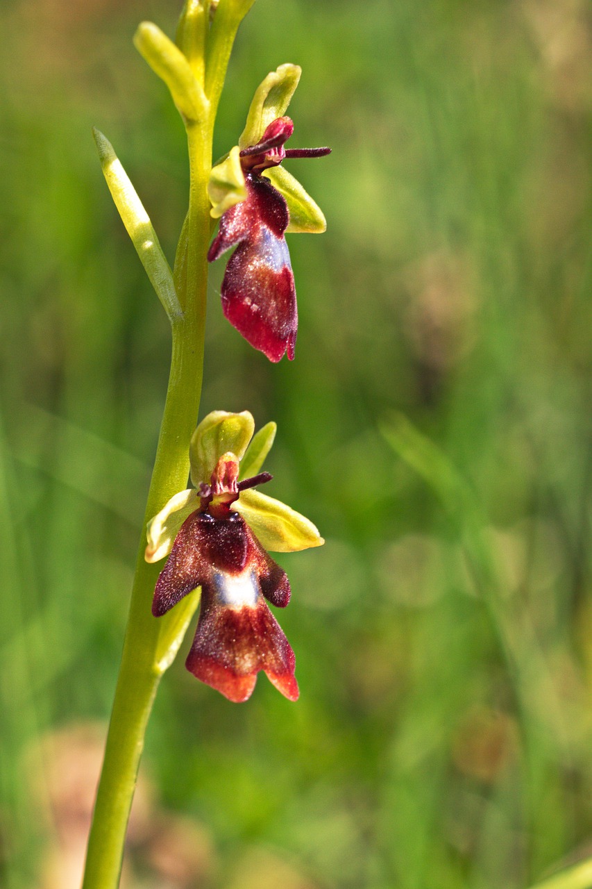 orchid  fly orchid  ophrys insectifera free photo