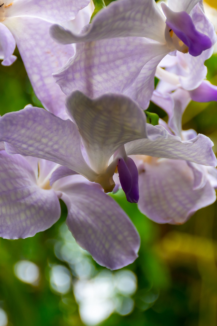 orchid  nature  flower free photo