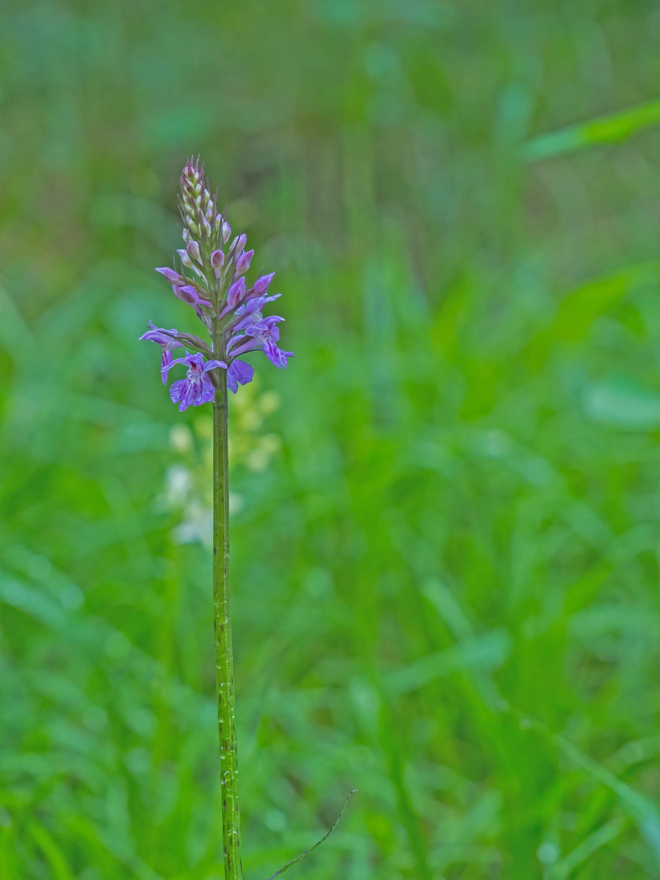 orchid  wild flower  blossom free photo