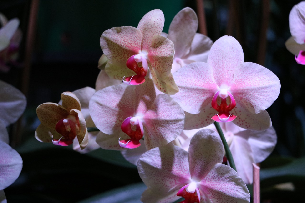 orchid  floral  blossom free photo