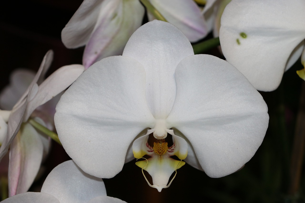 orchid  white  blossom free photo
