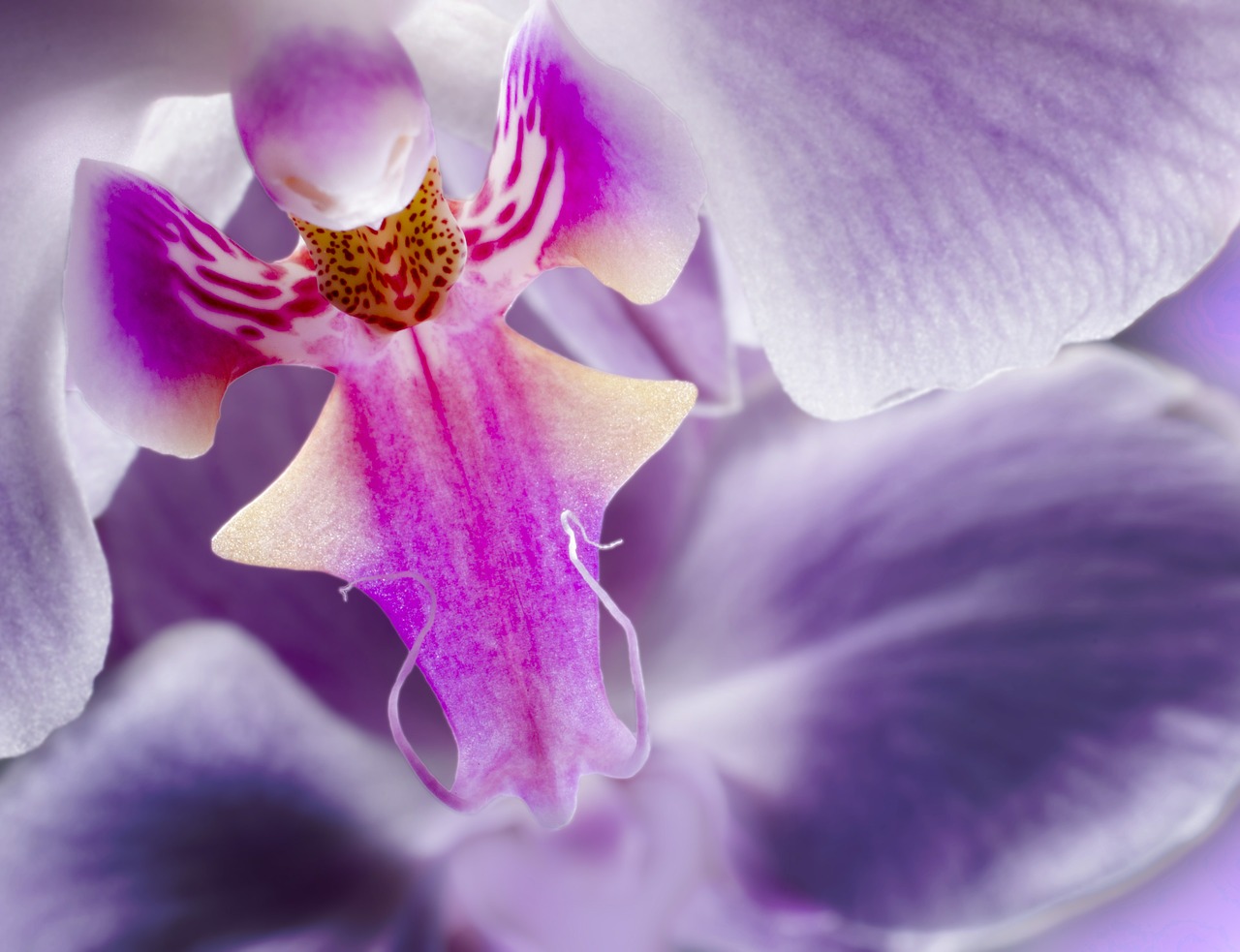 orchid flower purple free photo