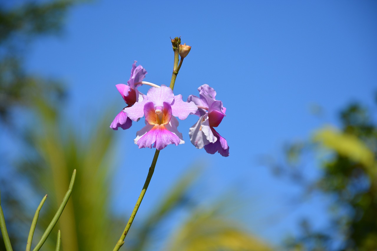 orchid flower beauty free photo