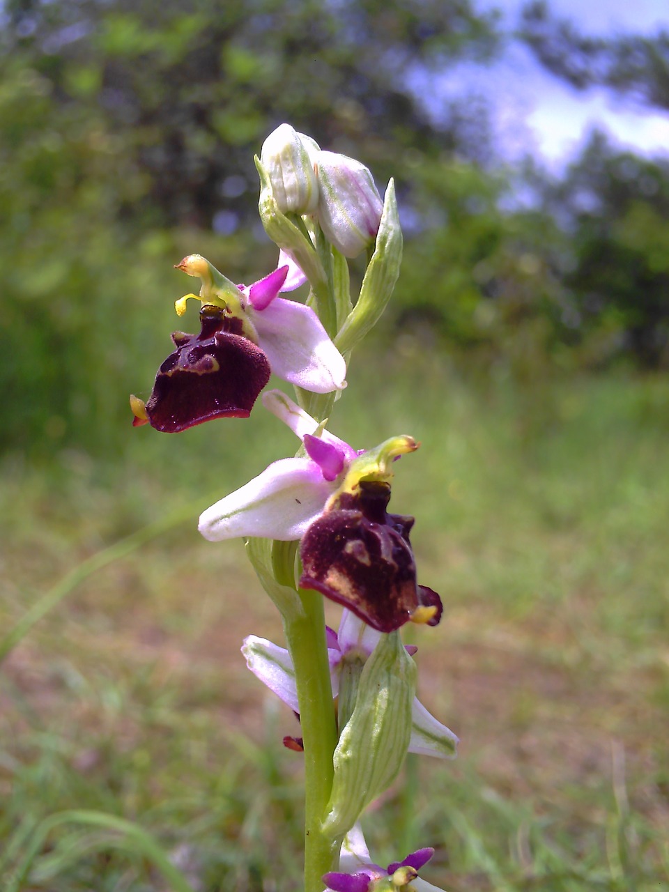 orchid bee orchid thuringia germany free photo