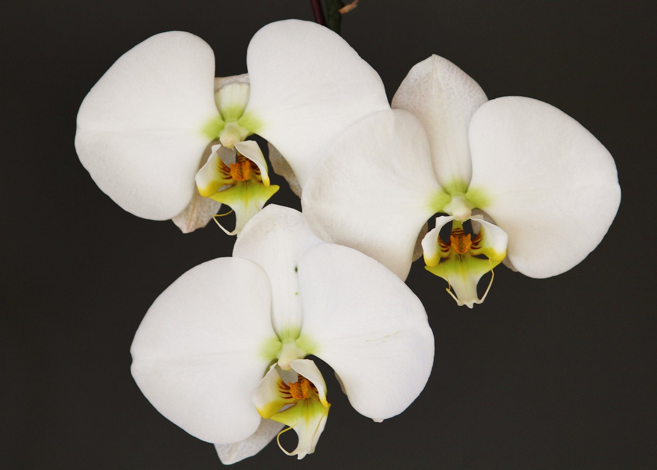 orchid white flower free photo