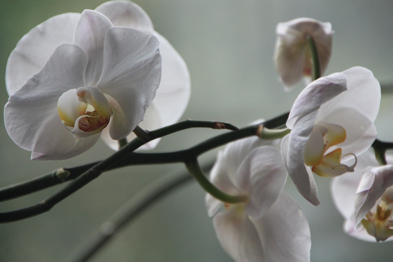 orchid phalaenopsis blossom free photo