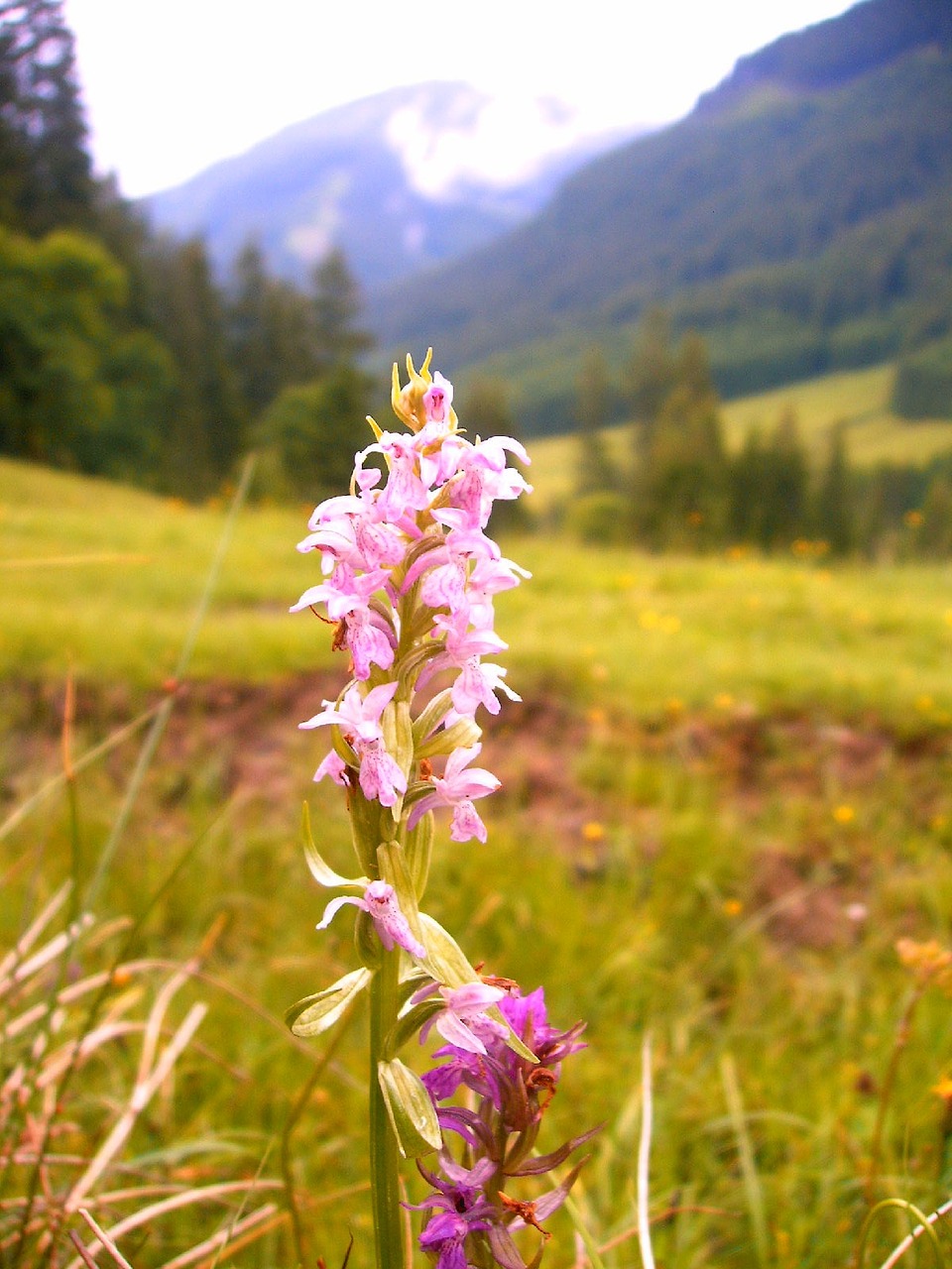 orchid alpine hike free photo