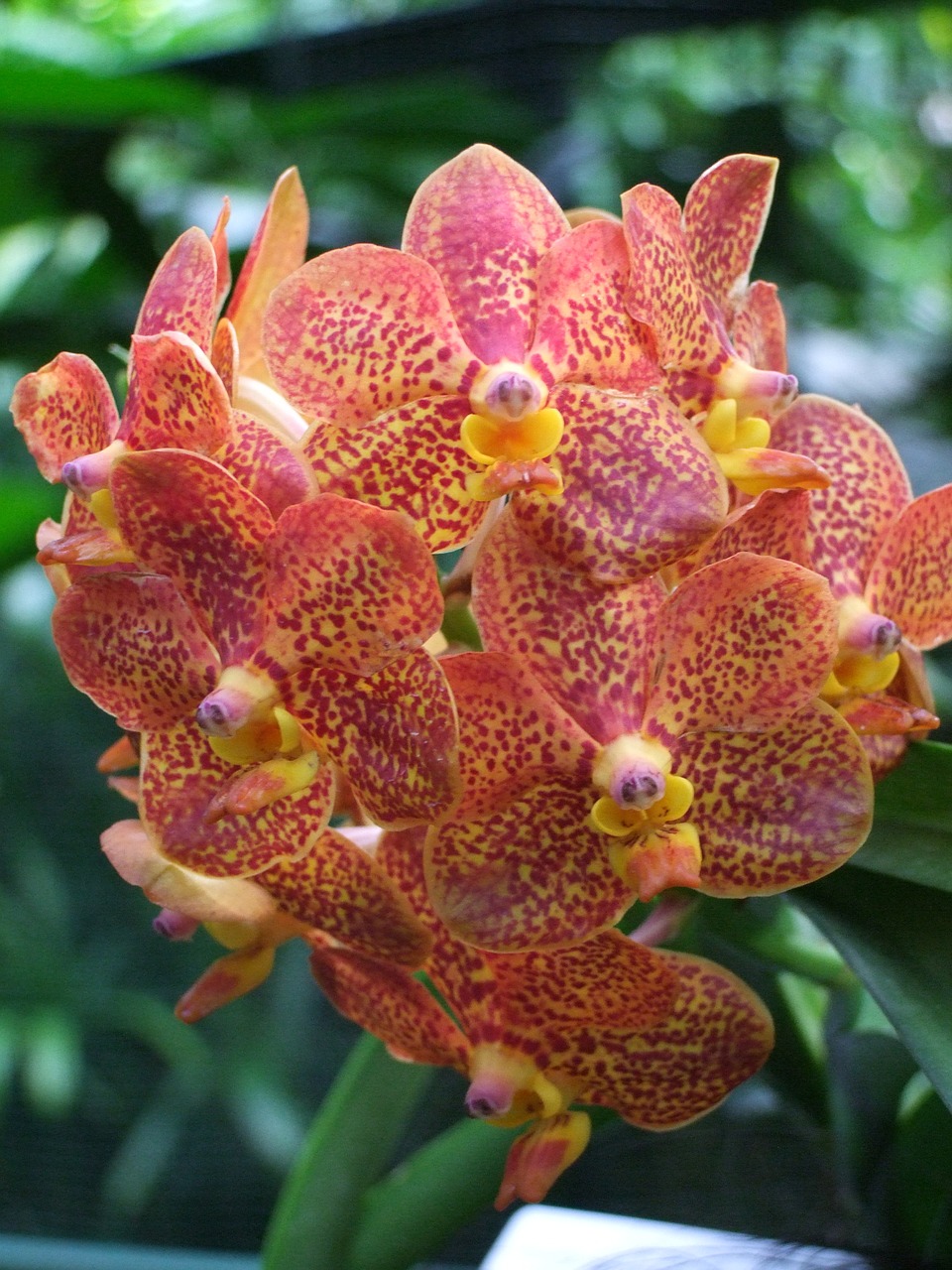 orchid orange flowers free photo