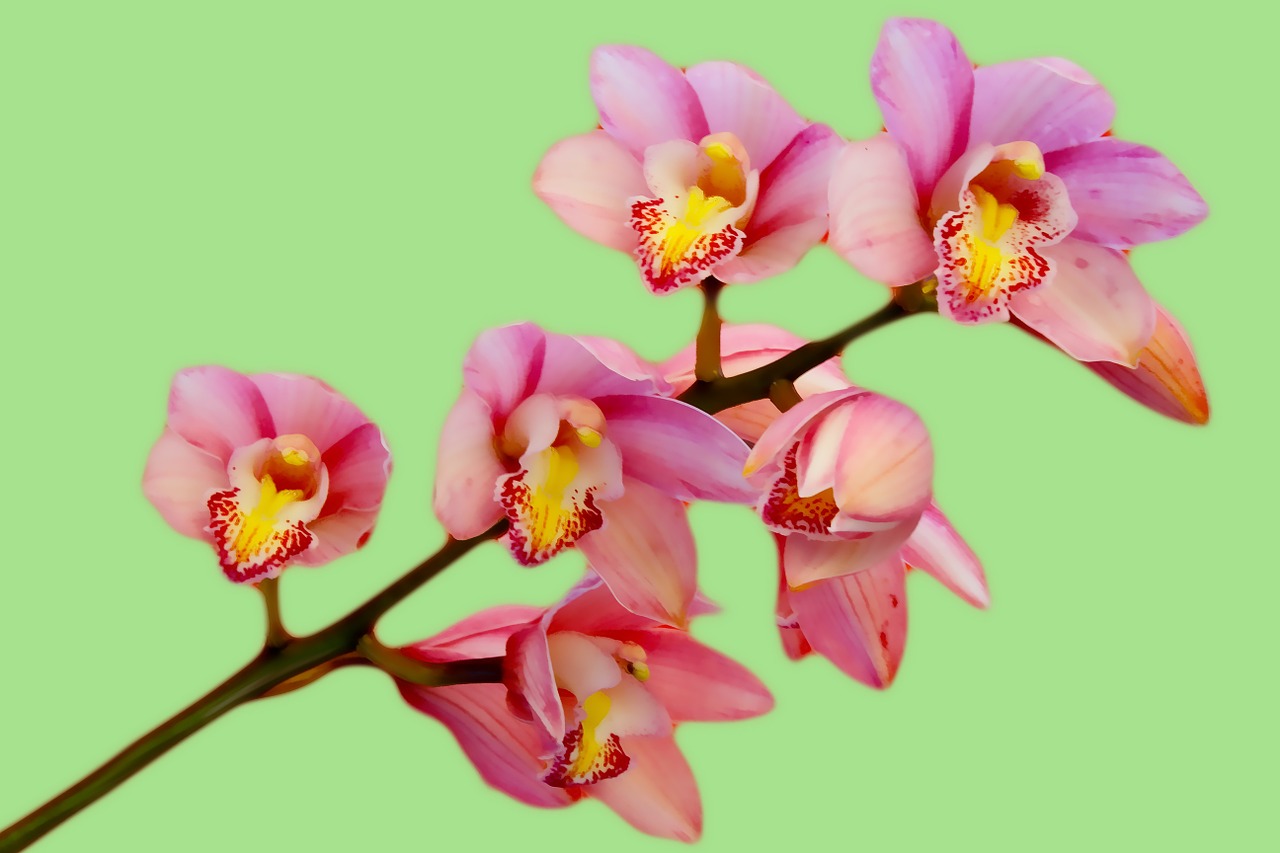 orchid flower pink free photo