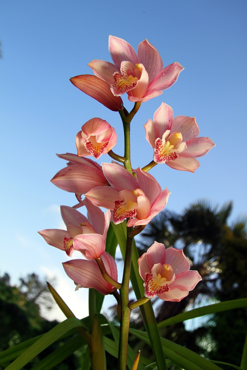 orchid flowers plant free photo