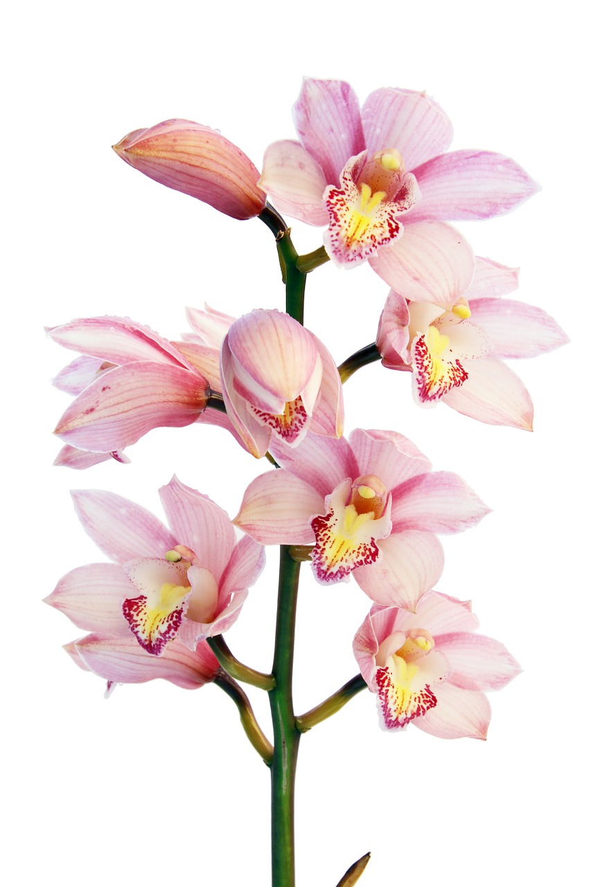 orchid flowers plant free photo