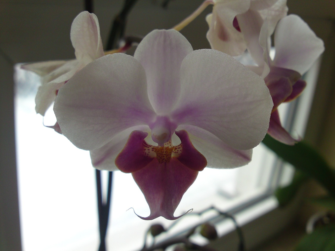 orchid plant flowers free photo