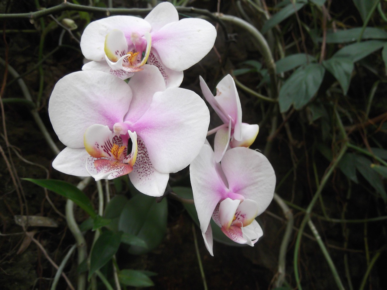 orchid flower white free photo