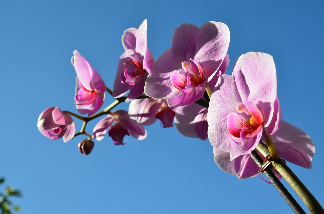 orchid flower spring free photo