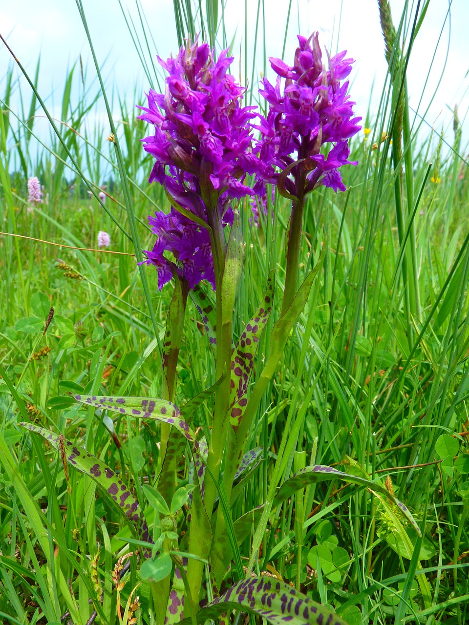 orchid western marsh knabenkraut free pictures free photo
