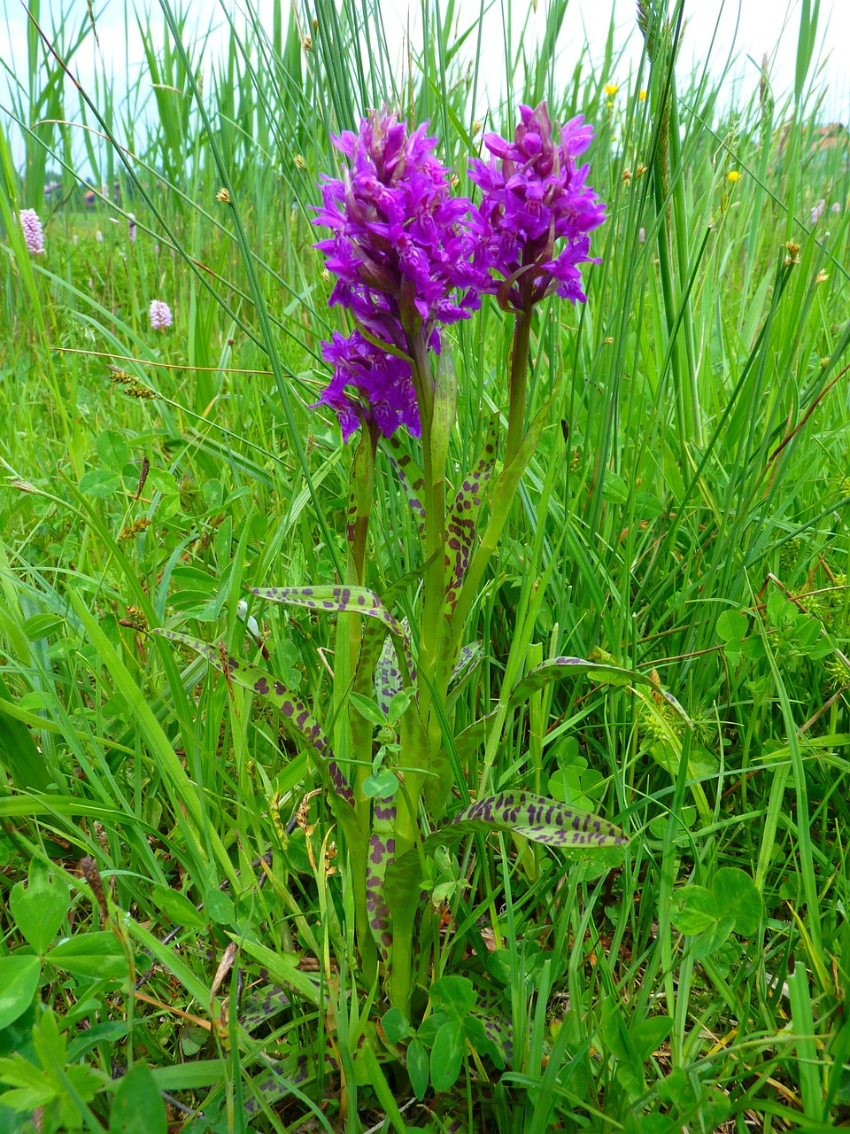orchid western marsh knabenkraut free pictures free photo