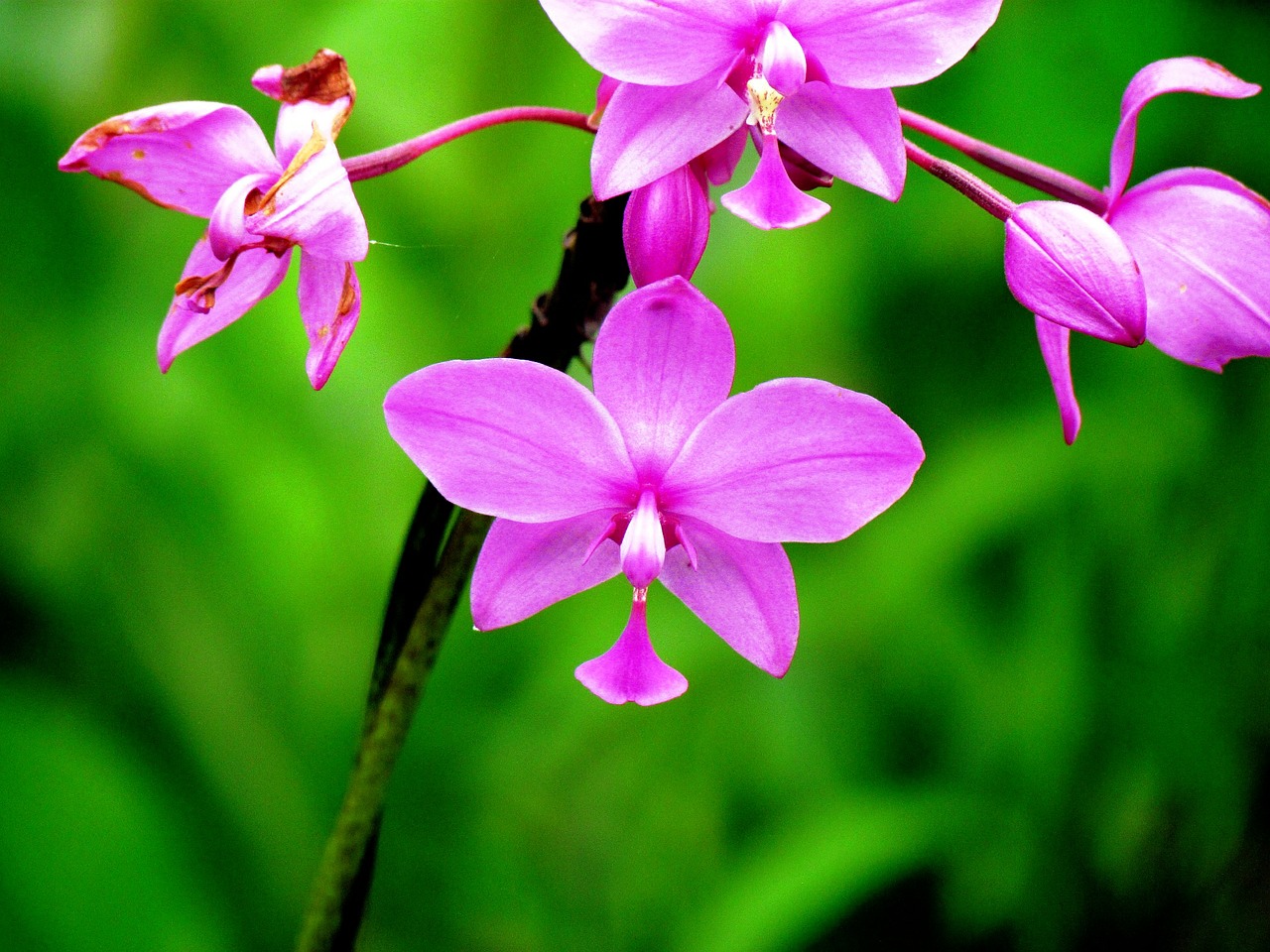 orchid flower nature free photo