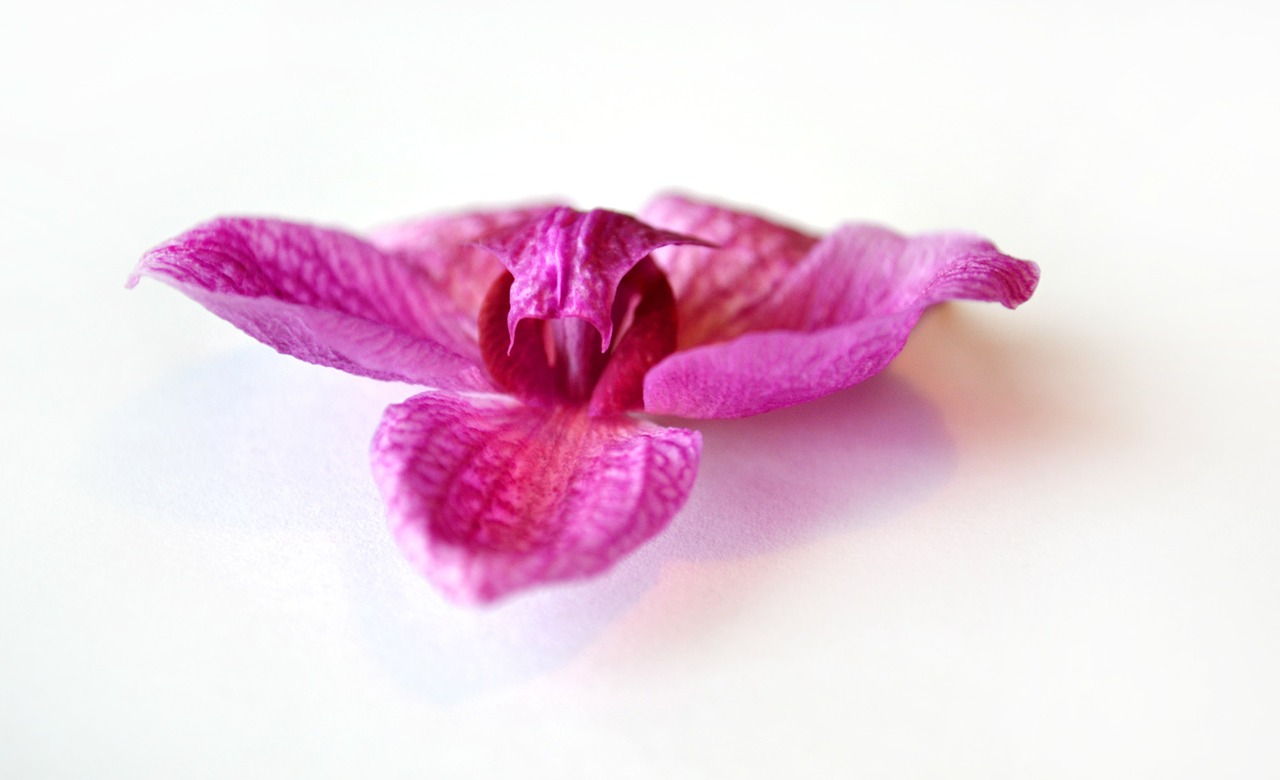 orchid pink flower free photo