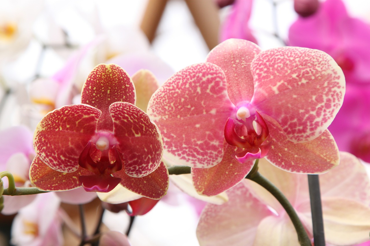 orchid phalaenopsis rosa free photo