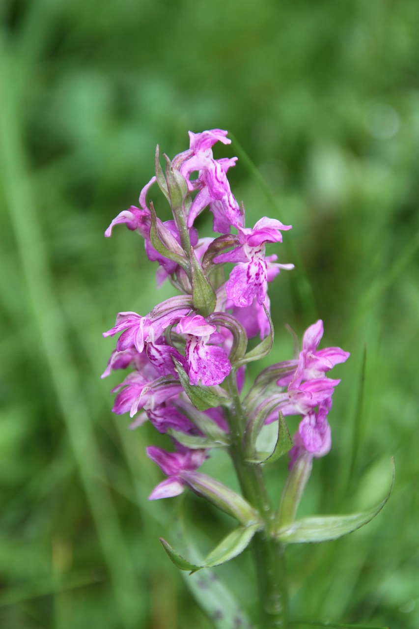 orchid meadow lilac free photo