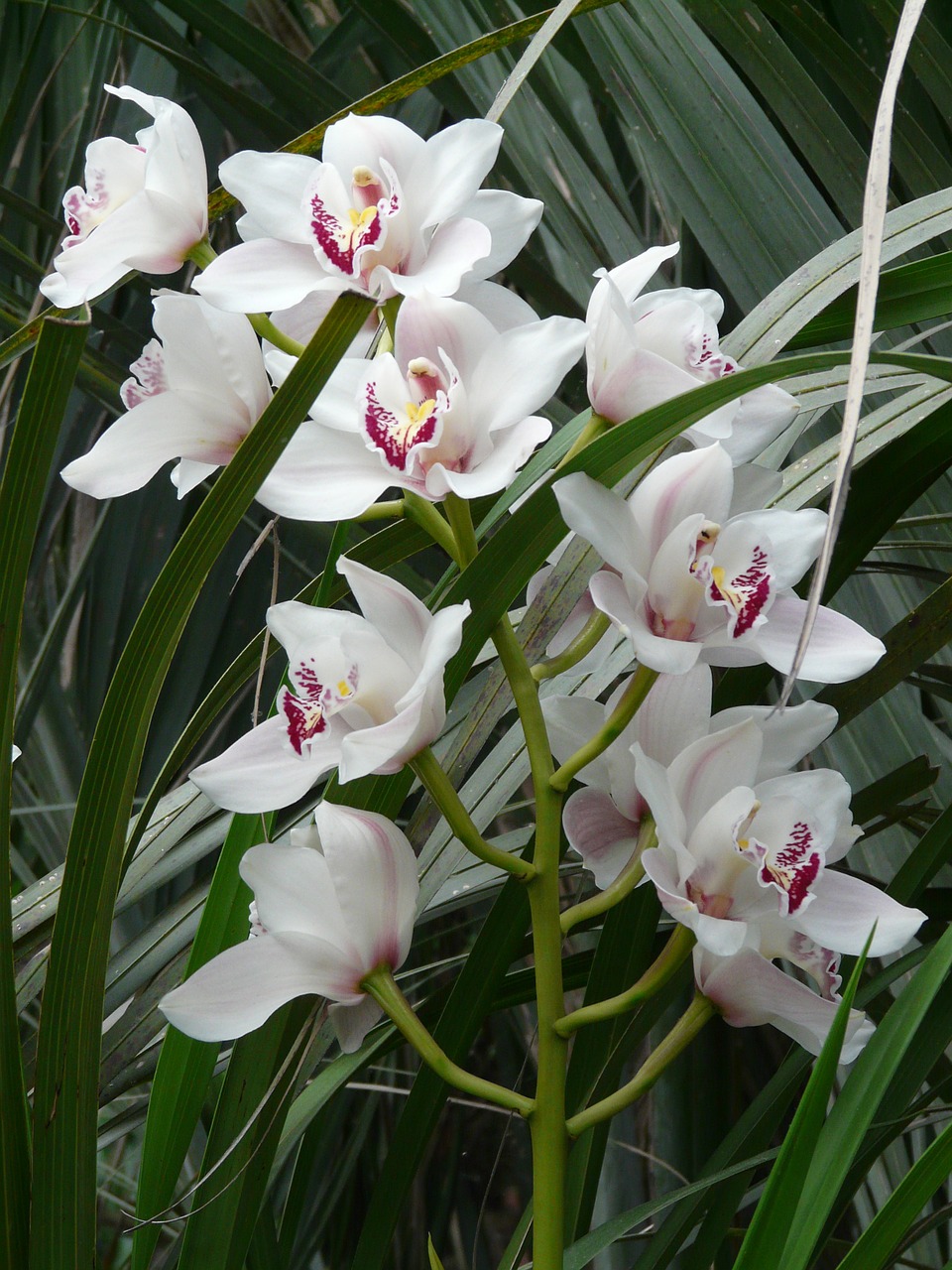 orchid white flower free photo