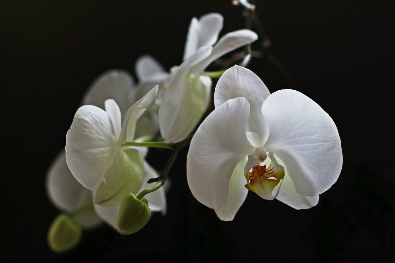 orchid white flower free photo