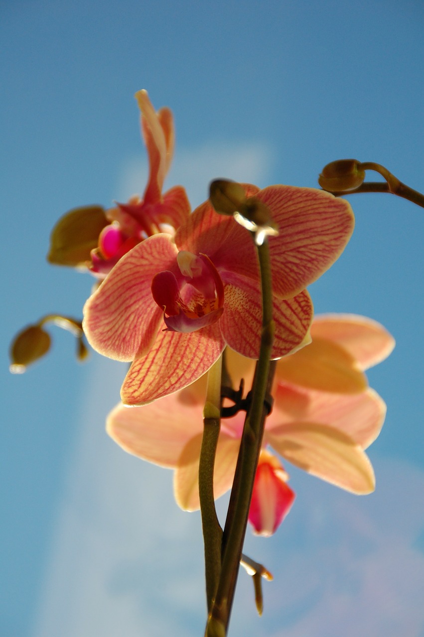 orchid pink flower free photo