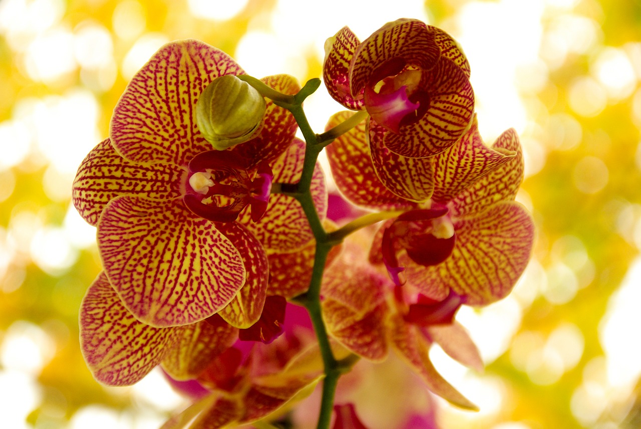 orchid flower flowering free photo