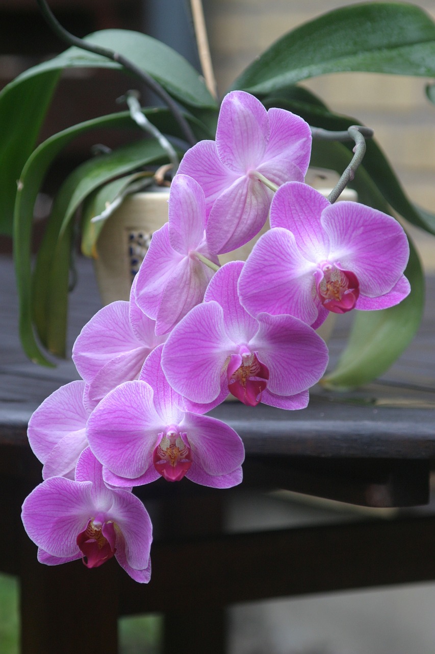 orchid pink potted plant free photo