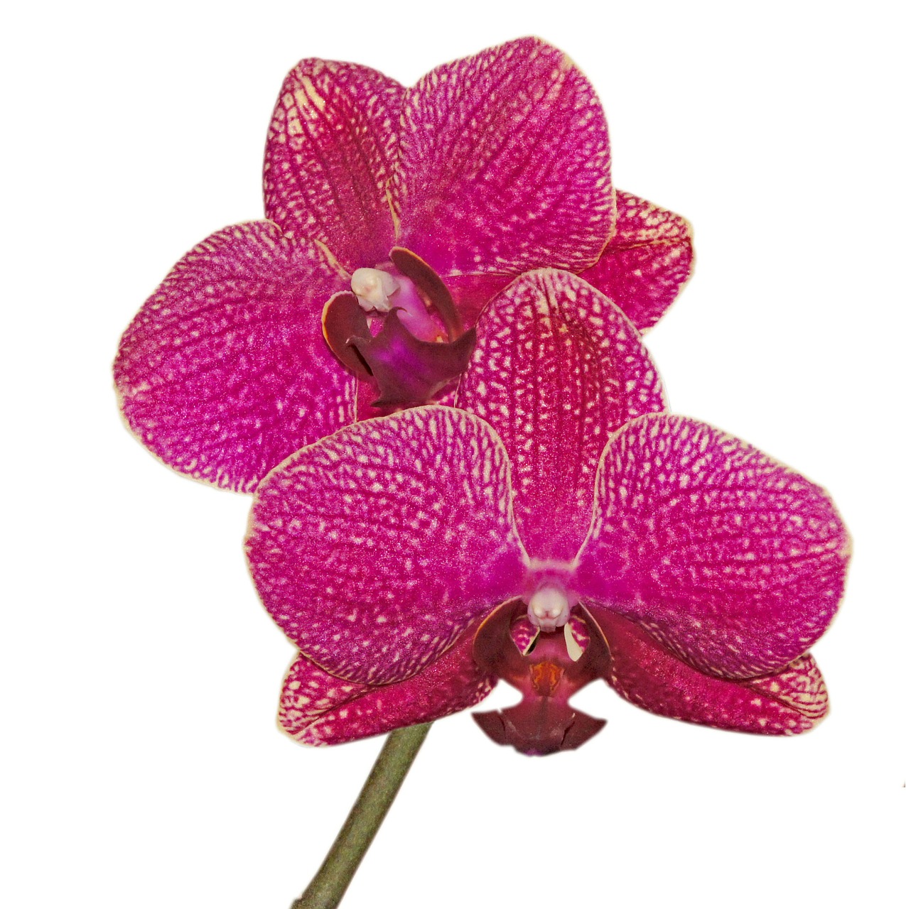 orchid phalaenopsis blossom free photo