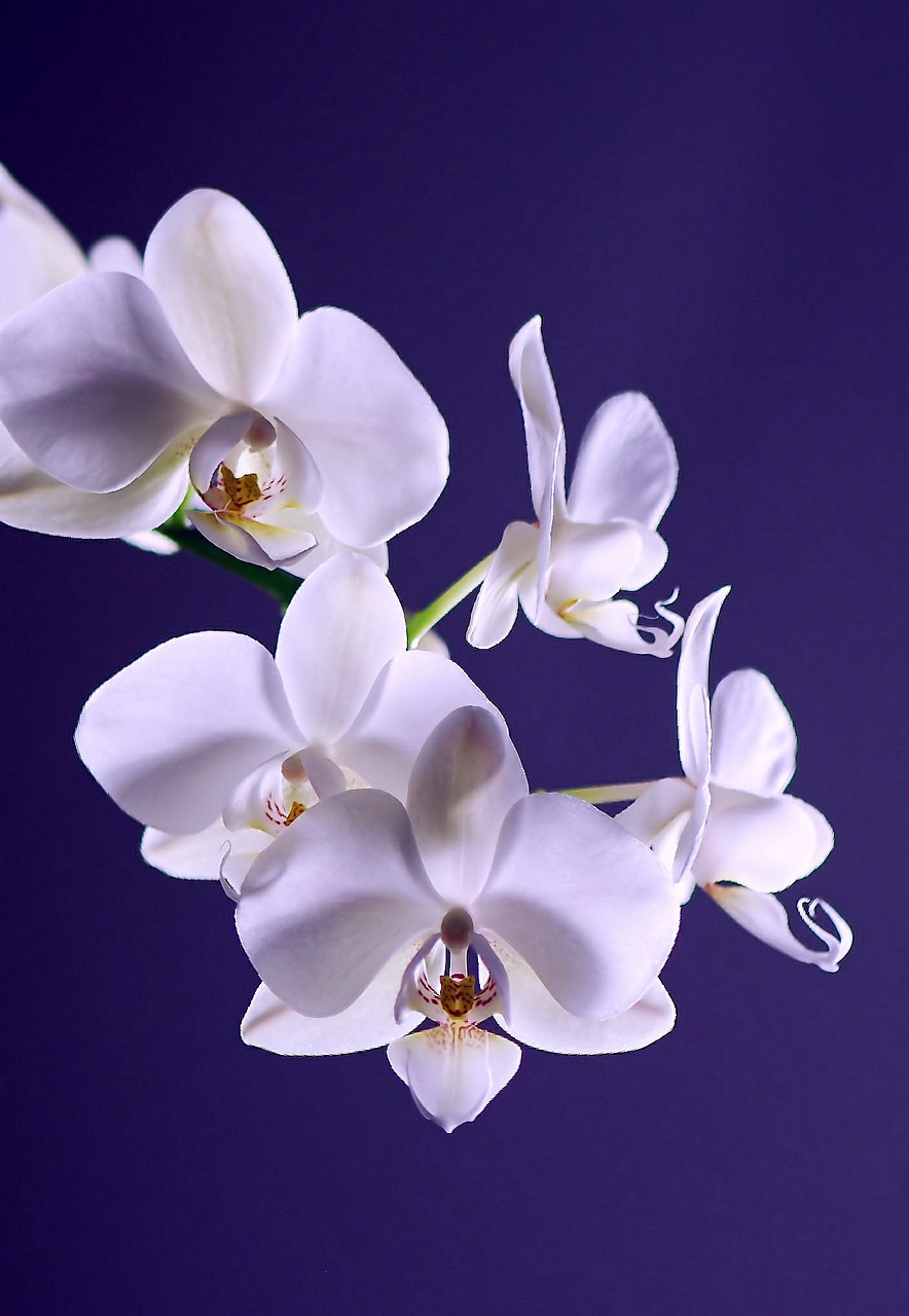 orchid flower plant free photo